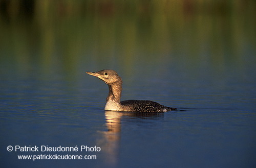 Red-throated Diver (Gavia stellata) - Plongeon catmarin - 17939