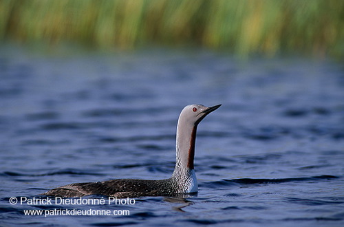 Red-throated Diver (Gavia stellata) - Plongeon catmarin - 17941