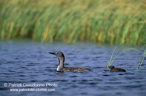 Red-throated Diver (Gavia stellata) - Plongeon catmarin - 17943