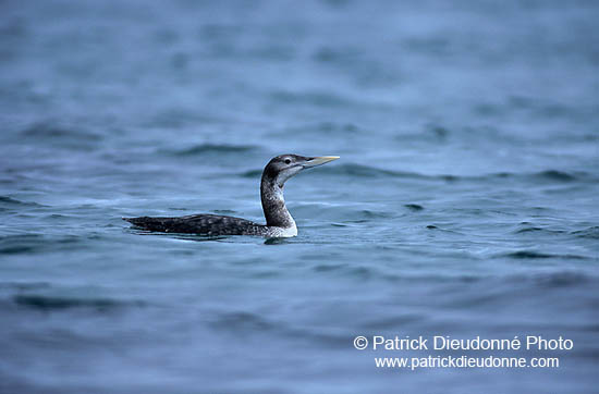 Yellowbilled Diver (Gavia adamsii) - Plongeon à bec blanc - 17354