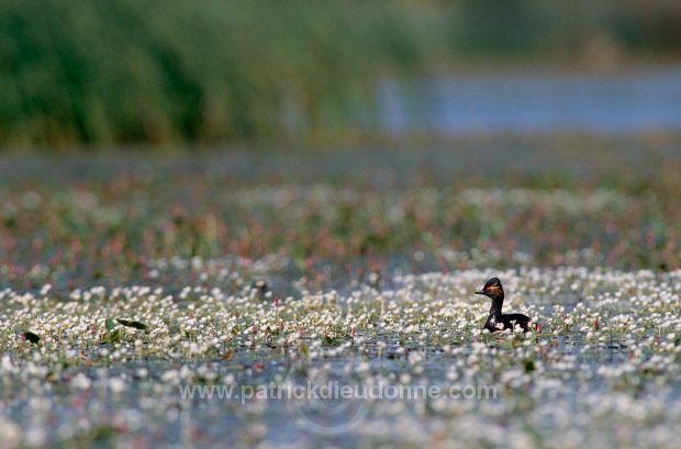 Grebe (Black-necked - Podiceps nigricollis) - Grebe a cou noir - 20055