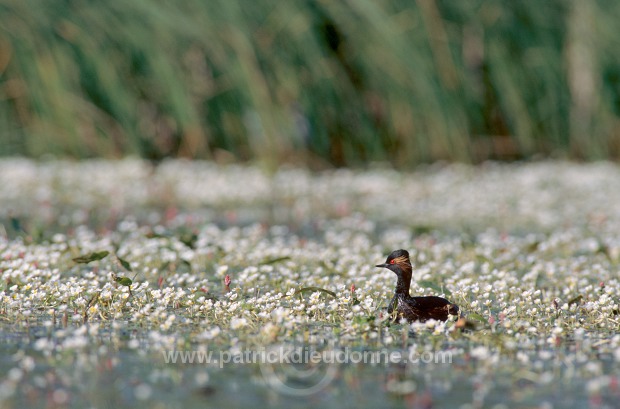 Grebe (Black-necked - Podiceps nigricollis) - Grebe a cou noir - 20056