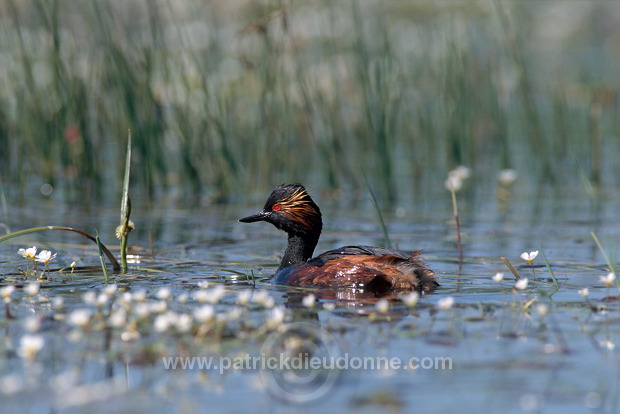 Grebe (Black-necked - Podiceps nigricollis) - Grebe a cou noir - 20057