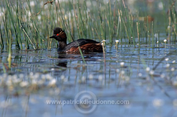 Grebe (Black-necked - Podiceps nigricollis) - Grebe a cou noir - 20058