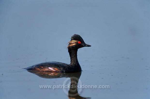 Grebe (Black-necked - Podiceps nigricollis) - Grebe a cou noir - 20059