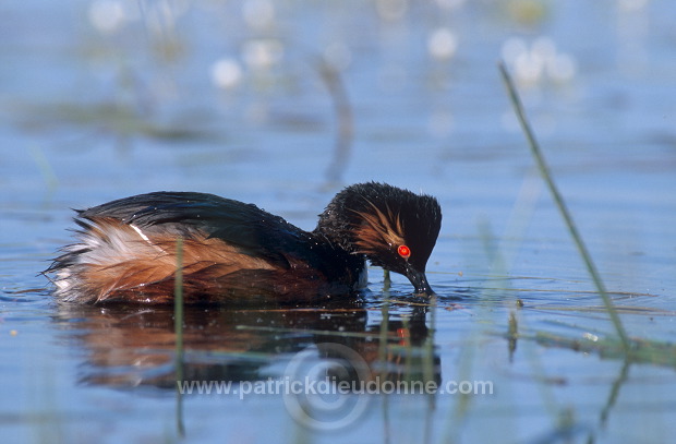 Grebe (Black-necked - Podiceps nigricollis) - Grebe a cou noir -  20060