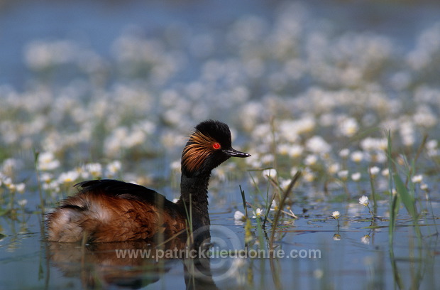 Grebe (Black-necked - Podiceps nigricollis) - Grebe a cou noir - 20061