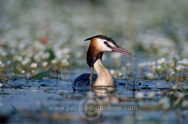 Grebe (Great crested - Podiceps cristatus) - Grebe huppe  20062