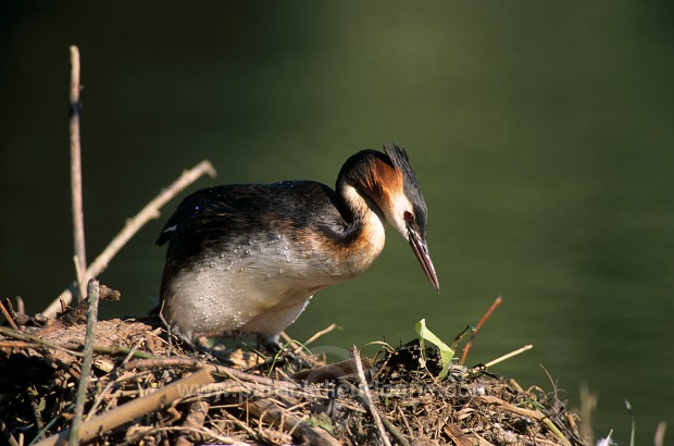 Grebe (Great crested - Podiceps cristatus) - Grebe huppe - 20063