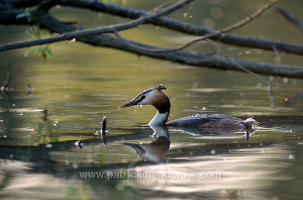 Grebe (Great crested - Podiceps cristatus) - Grebe huppe -  20065