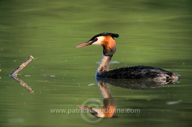 Grebe (Great crested - Podiceps cristatus) - Grebe huppe - 20066