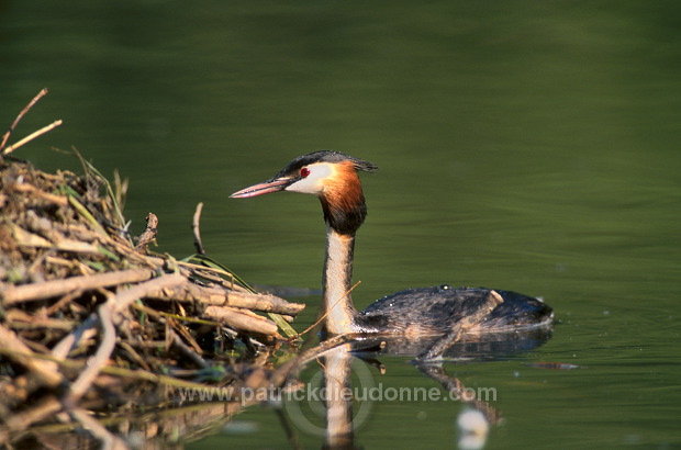 Grebe (Great crested - Podiceps cristatus) - Grebe huppe -  20067