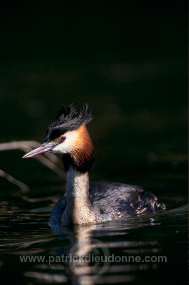 Grebe (Great crested - Podiceps cristatus) - Grebe huppe -  20068