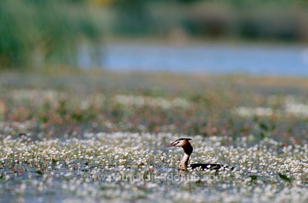 Grebe (Great crested - Podiceps cristatus) - Grebe huppe -  20069