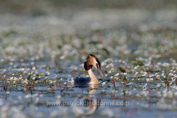 Grebe (Great crested - Podiceps cristatus) - Grebe huppe -  20070