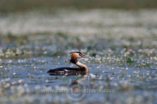 Grebe (Great crested - Podiceps cristatus) - Grebe huppe - 20071