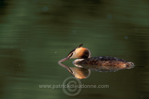 Grebe (Great crested - Podiceps cristatus) - Grebe huppe - 20072