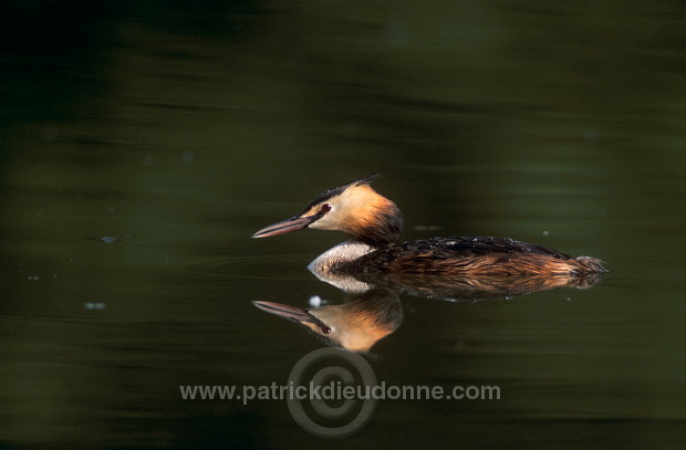 Grebe (Great crested - Podiceps cristatus) - Grebe huppe - 20073