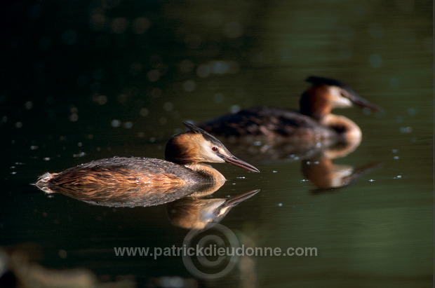 Grebe (Great crested - Podiceps cristatus) - Grebe huppe - 20074