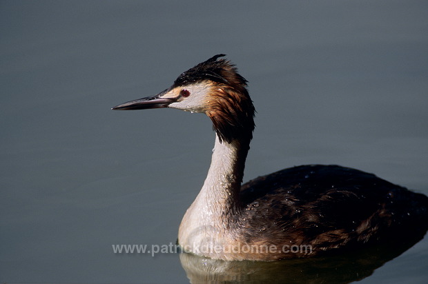 Grebe (Great crested - Podiceps cristatus) - Grebe huppe - 20075