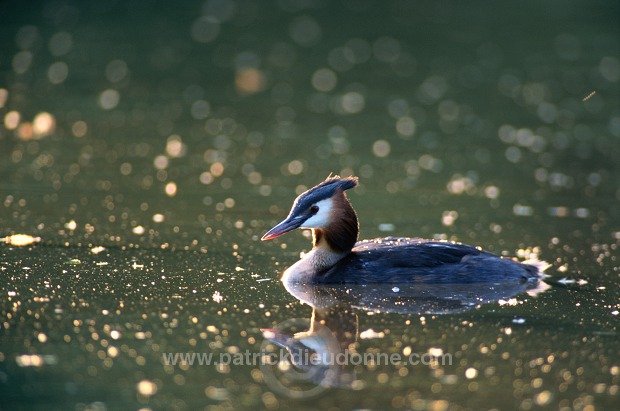 Grebe (Great crested - Podiceps cristatus) - Grebe huppe - 20076