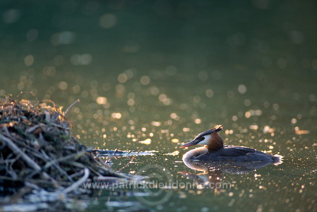 Grebe (Great crested - Podiceps cristatus) - Grebe huppe - 20077