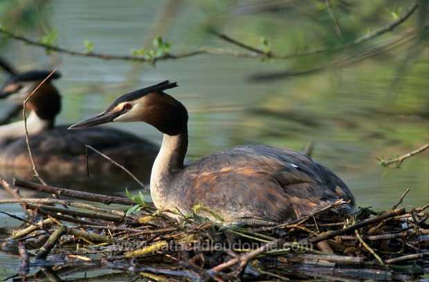 Grebe (Great crested - Podiceps cristatus) - Grebe huppe - 20078