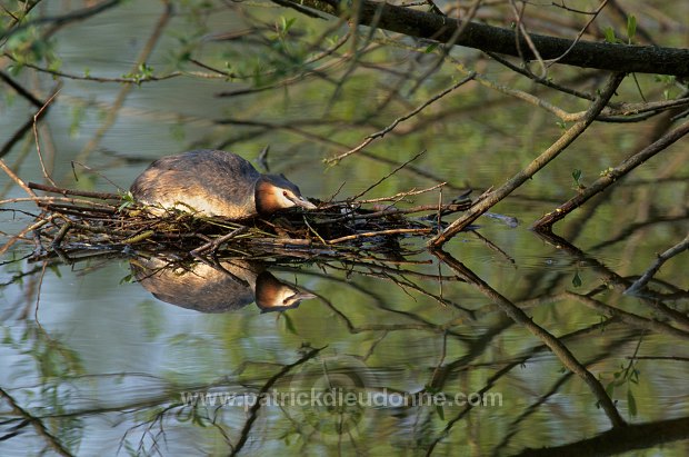 Grebe (Great crested - Podiceps cristatus) - Grebe huppe - 20080