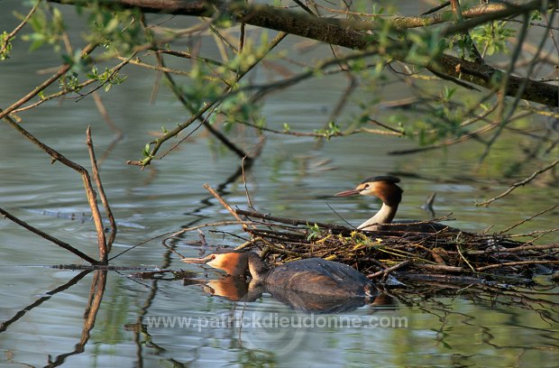 Grebe (Great crested - Podiceps cristatus) - Grebe huppe - 20081