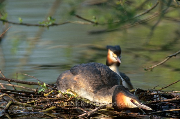 Grebe (Great crested - Podiceps cristatus) - Grebe huppe - 20082