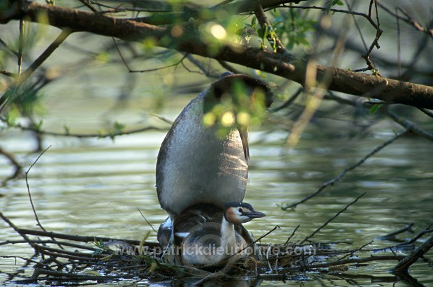 Grebe (Great crested - Podiceps cristatus) - Grebe huppe - 20083