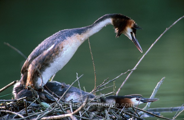 Grebe (Great crested - Podiceps cristatus) - Grebe huppe - 20084