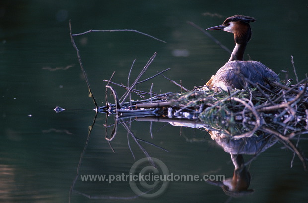 Grebe (Great crested - Podiceps cristatus) - Grebe huppe - 20085