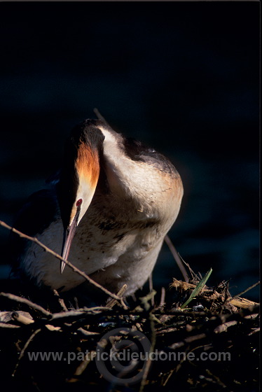 Grebe (Great crested - Podiceps cristatus) - Grebe huppe - 20086