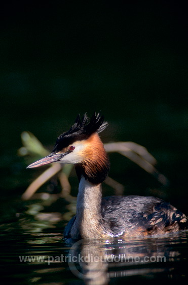 Grebe (Great crested - Podiceps cristatus) - Grebe huppe - 20087