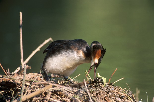 Grebe (Great crested - Podiceps cristatus) - Grebe huppe - 20088