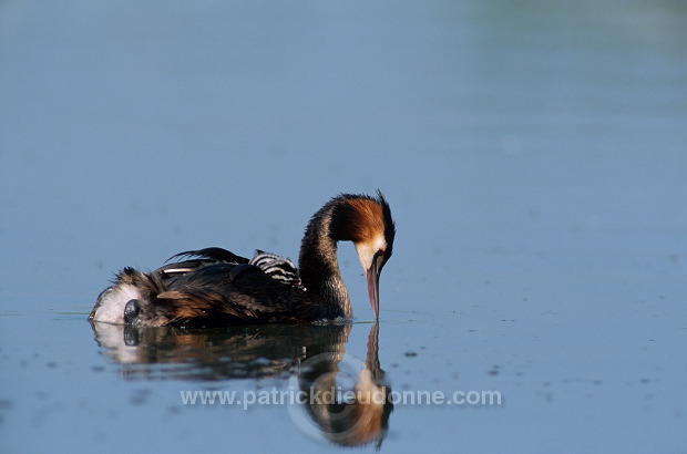 Grebe (Great crested - Podiceps cristatus) - Grebe huppe - 20089