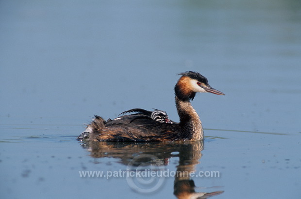 Grebe (Great crested - Podiceps cristatus) - Grebe huppe - 20090