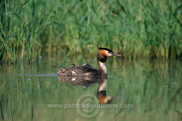 Grebe (Great crested - Podiceps cristatus) - Grebe huppe - 20091