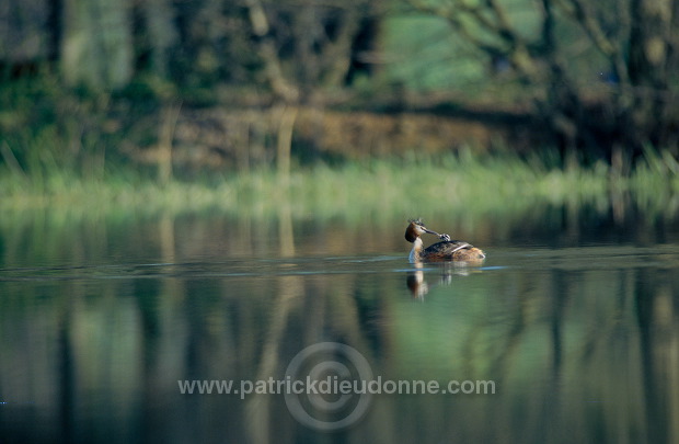 Grebe (Great crested - Podiceps cristatus) - Grebe huppe - 20092