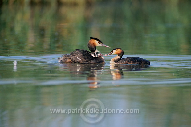 Grebe (Great crested - Podiceps cristatus) - Grebe huppe - 20093