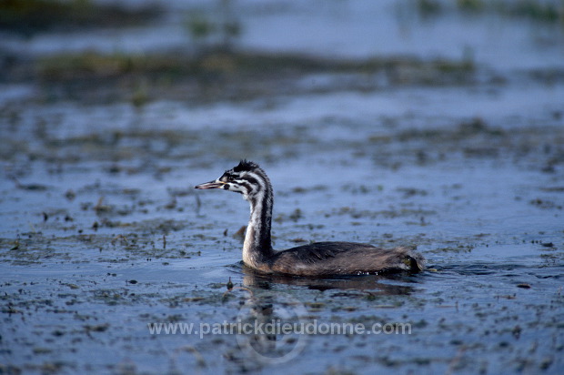 Grebe (Great crested - Podiceps cristatus) - Grebe huppe - 20094