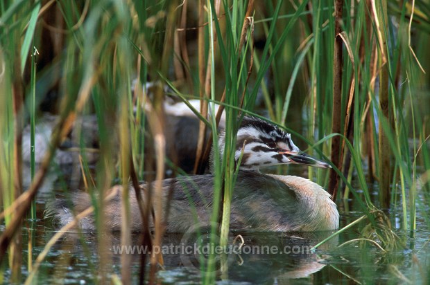 Grebe (Great crested - Podiceps cristatus) - Grebe huppe - 20095