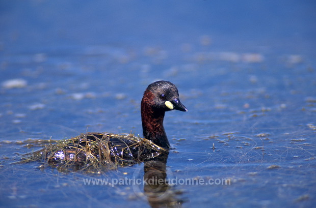 Grebe (Little - Tachybaptus rufficollis) - Grebe castagneux - 20096