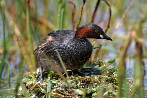 Grebe (Little - Tachybaptus rufficolis) - Grebe castagneux - 20097