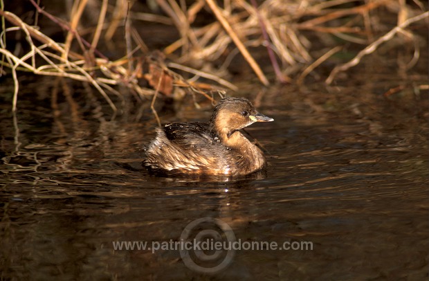 Grebe (Little - Tachybaptus rufficolis) - Grebe castagneux - 20098