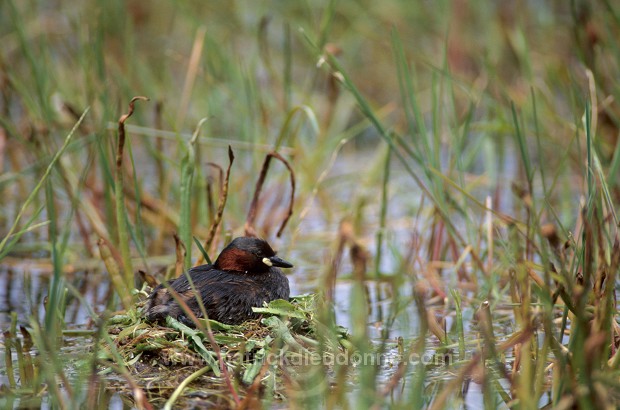 Grebe (Little - Tachybaptus rufficollis) - Grebe castagneux - 20099