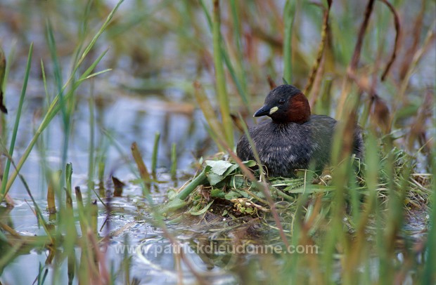 Grebe (Little - Tachybaptus rufficollis) - Grebe castagneux - 20100