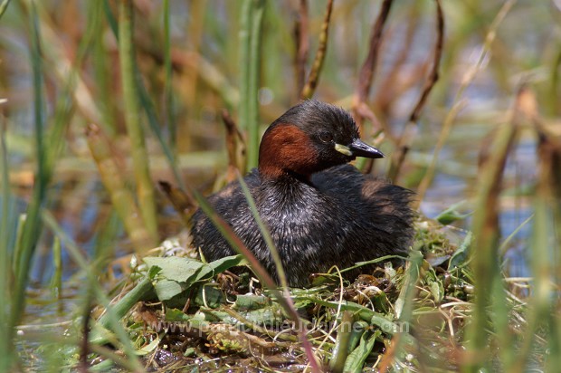 Grebe (Little - Tachybaptus rufficollis) - Grebe castagneux - 20101