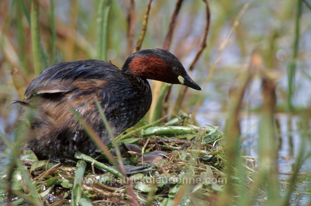 Grebe (Little - Tachybaptus rufficollis) - Grebe castagneux - 20102